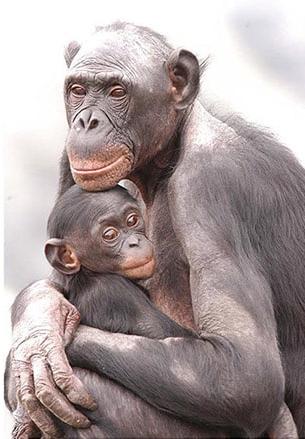 Marian Brickner拍摄的两只倭黑猩猩的照片, 一个母亲和一个婴儿, 他们互相拥抱着